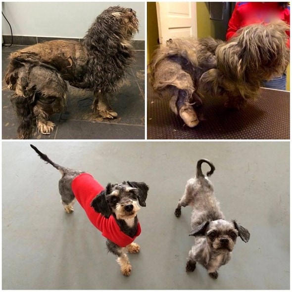 6.21.16 - UPDATE - Dogs Wrapped in Cocoons of Matted Fur Find the Perfect Family – Together1