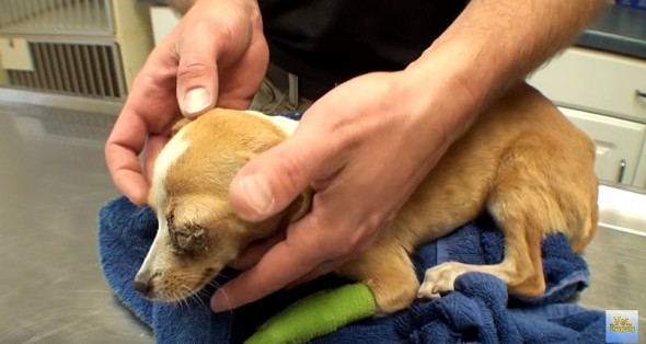6.23.16 - Dying Puppy Saved by Vet Ranch1