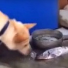 6.24.16 Dog Tries to Save Dead Fish by Giving Them Water2