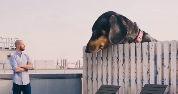 6.25.16 - giant Doxie2