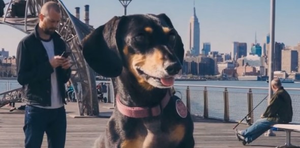 6.25.16 - giant Doxie4