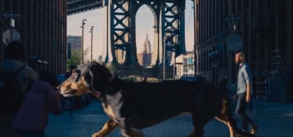 6.25.16 - giant Doxie5