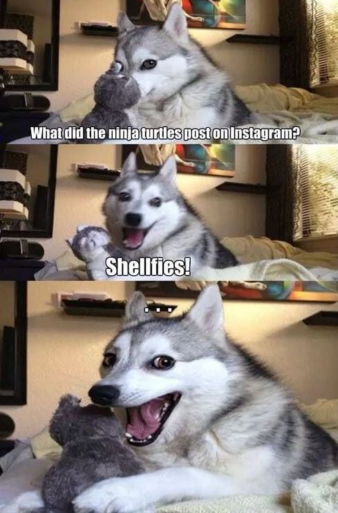 The Best of Bad Pun Husky - Life With Dogs