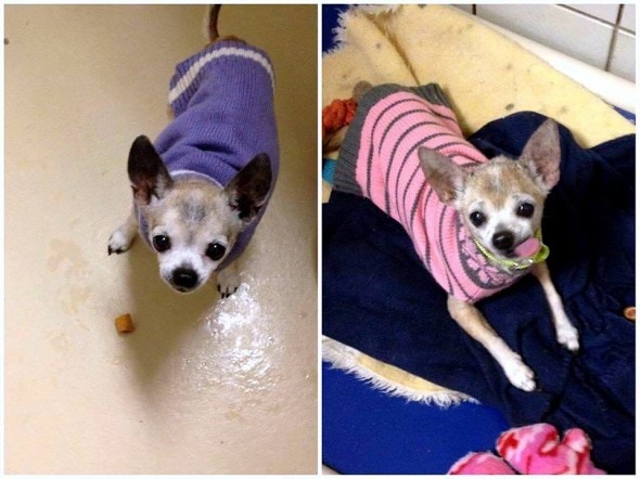 6.3.16 - Elderly Mother & Daughter Destined to Die in a Shelter FINALLY Going Home1