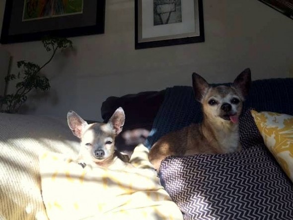 6.3.16 - Elderly Mother & Daughter Destined to Die in a Shelter FINALLY Going Home6