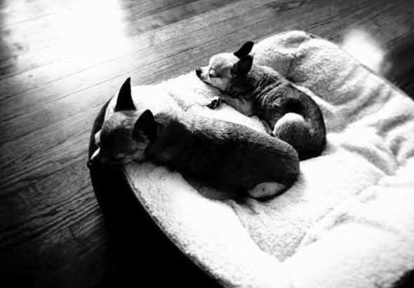 6.3.16 - Elderly Mother & Daughter Destined to Die in a Shelter FINALLY Going Home7