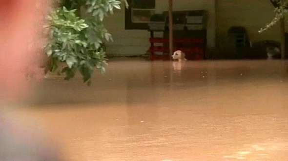 6.7.16 - Pupdate - Chained Dog Up to Neck in Water Adopted1