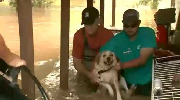 6.7.16 - Pupdate - Chained Dog Up to Neck in Water Adopted2