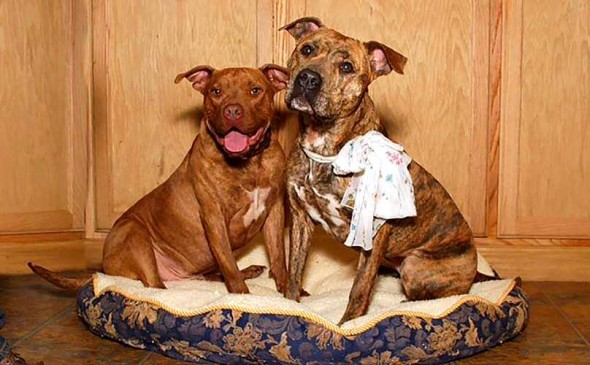 6.8.16 - Retired Police Officer Spends Life Savings Trying to Help Two Homeless Pit Bulls1
