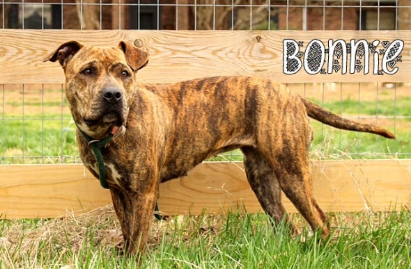 6.8.16 - Retired Police Officer Spends Life Savings Trying to Help Two Homeless Pit Bulls3