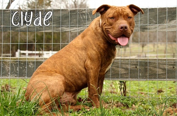6.8.16 - Retired Police Officer Spends Life Savings Trying to Help Two Homeless Pit Bulls4