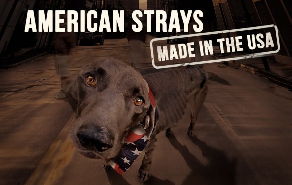 american strays 1