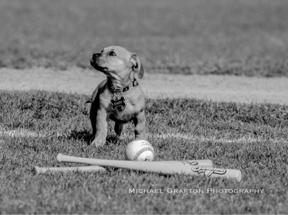 daisy-puppy-with-baseball_jpg_838x0_q80 3