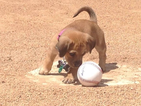 daisy-puppy-with-baseball_jpg_838x0_q80