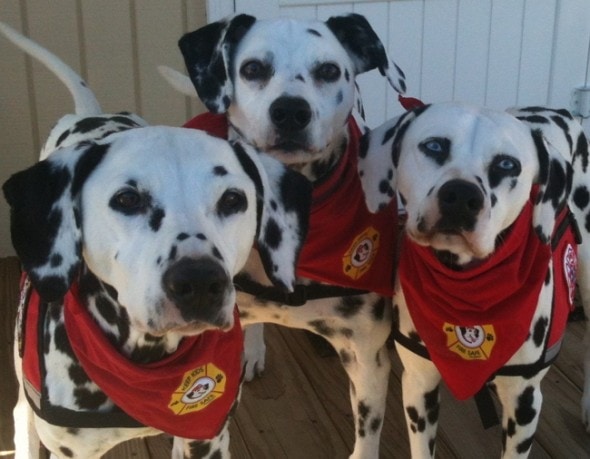 fire-safety-3-boys-dogs