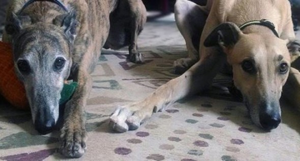 Arizona Greyhound Rescue and many other organizations have beautiful hounds looking for forever homes ----------------------------------- 