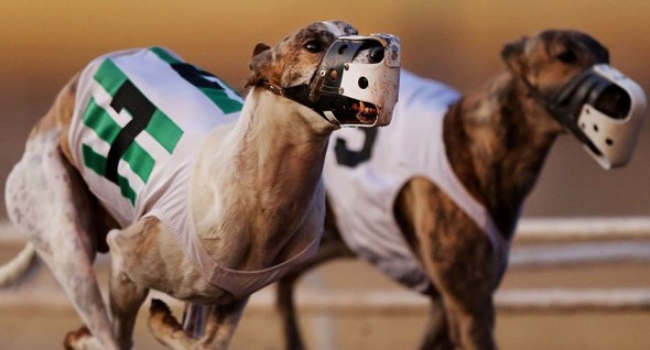 The speedy dogs raced their last this past Saturday. Photo: Mike Christy/Arizona Daily Star ------------------------------------ 