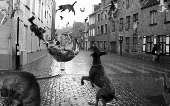 raining cats & dogs 4