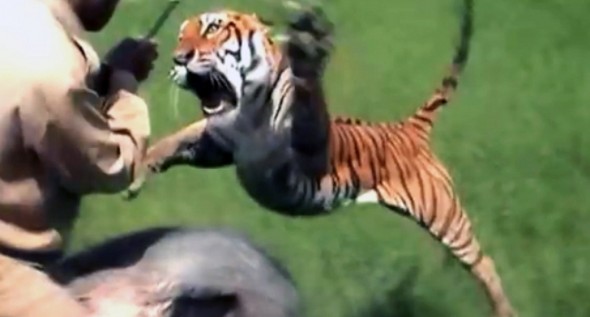 tiger attack