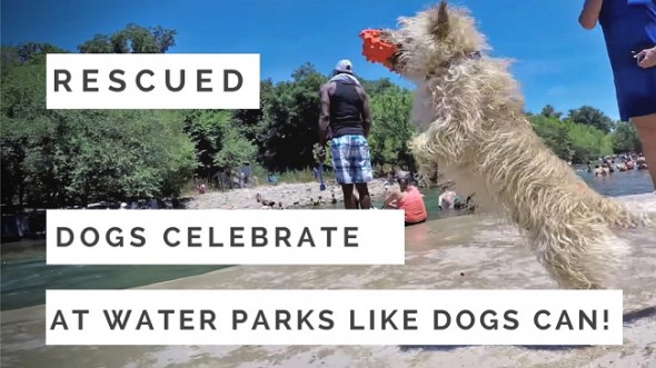 water park celebration