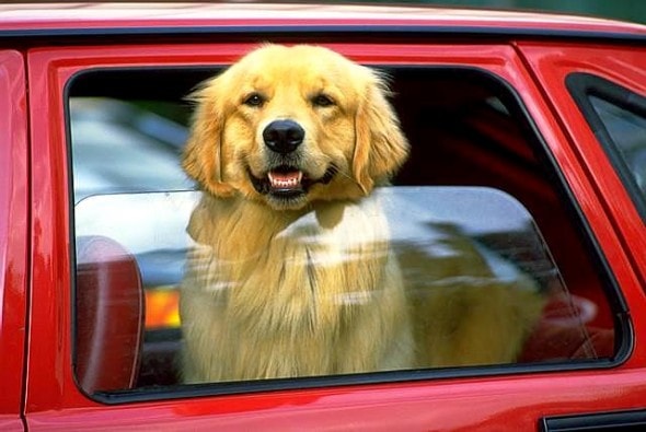 7.13.16 Vermont Law to Save Dogs in Hot Cars1