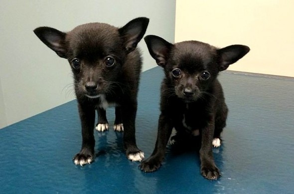 7.19.16 - Bat Puppies With Parvo Rescued From a Box1