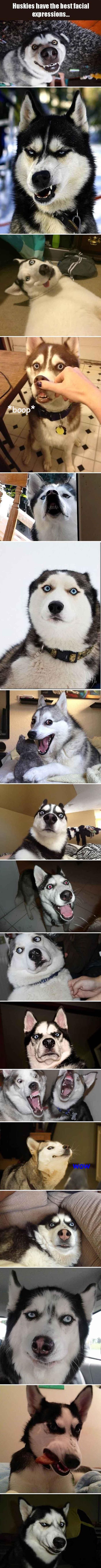 7.19.16 - Huskies Have the Best Facial Expressions
