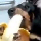 7.19.16 banana dog