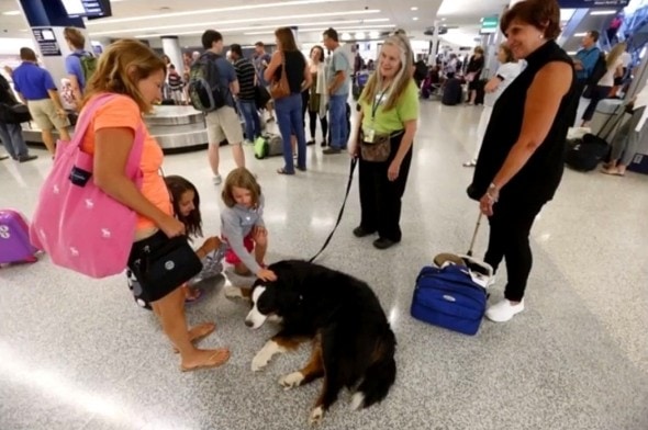 7.20.16 - SPCA Therapy Dogs at the Airport4