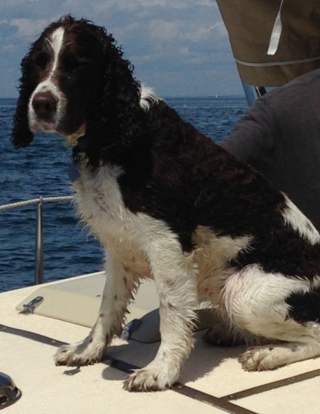 NORTH HAVEN, MAINE -- Maddie was rescued Friday from the waters in Penobscot Bay.