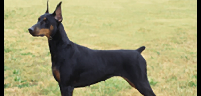 doberman pinscher with tail