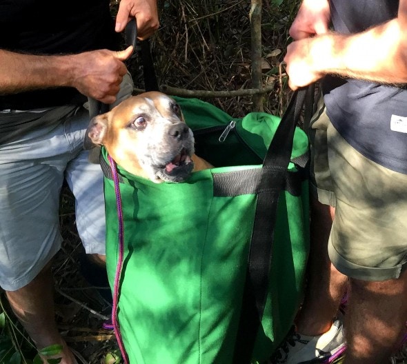 7.25.16 - Inventive Hikers Rescue Exhausted Dog11