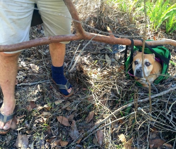 7.25.16 - Inventive Hikers Rescue Exhausted Dog13