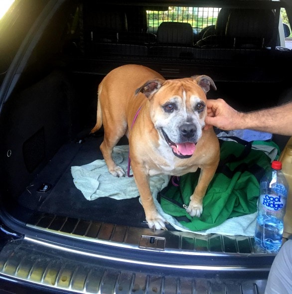 7.25.16 - Inventive Hikers Rescue Exhausted Dog17
