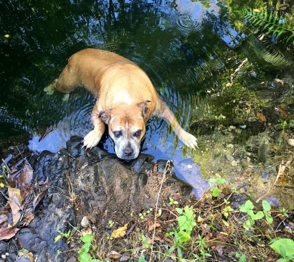 7.25.16 - Inventive Hikers Rescue Exhausted Dog2