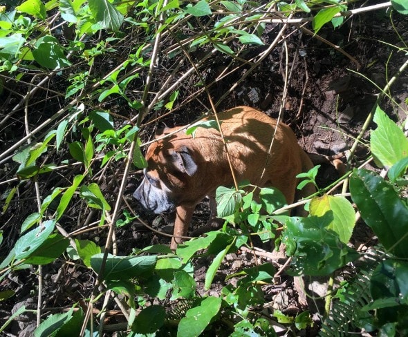 7.25.16 - Inventive Hikers Rescue Exhausted Dog3
