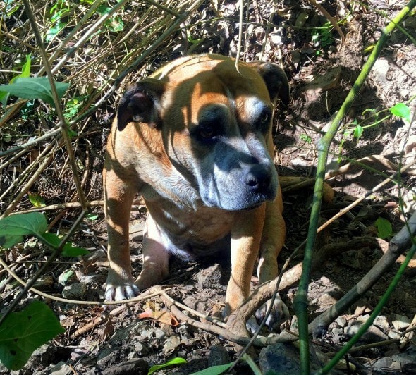 7.25.16 - Inventive Hikers Rescue Exhausted Dog4