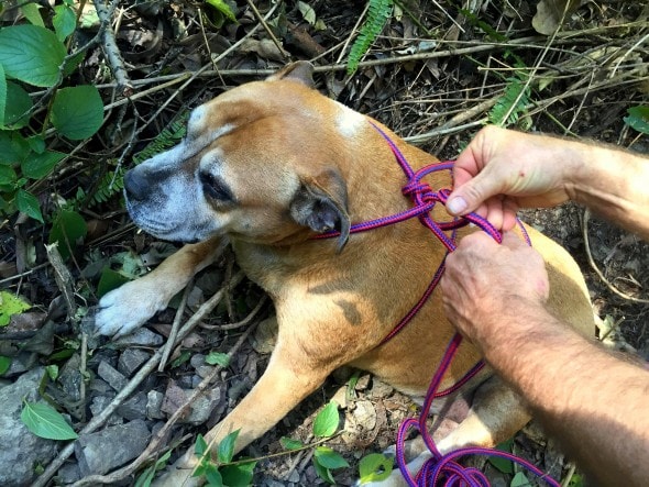 7.25.16 - Inventive Hikers Rescue Exhausted Dog5