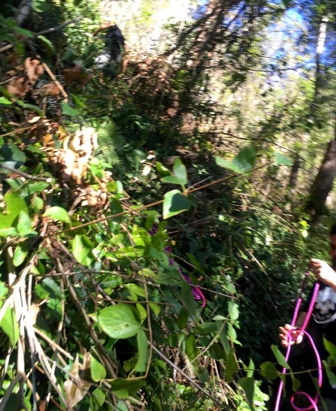 7.25.16 - Inventive Hikers Rescue Exhausted Dog6