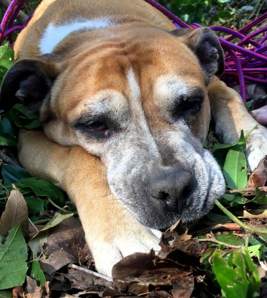 7.25.16 - Inventive Hikers Rescue Exhausted Dog7
