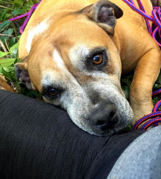 7.25.16 - Inventive Hikers Rescue Exhausted Dog8