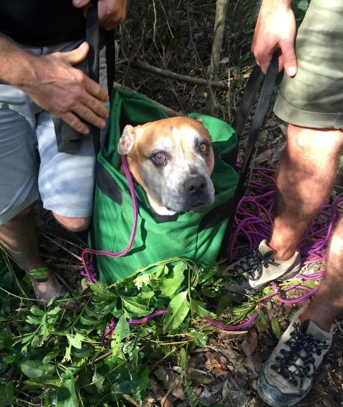 7.25.16 - Inventive Hikers Rescue Exhausted Dog9