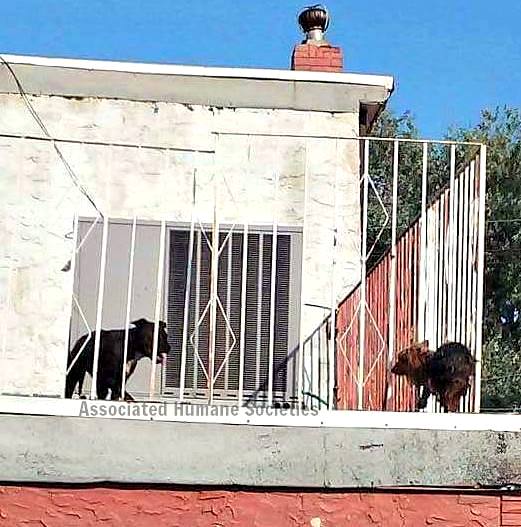 7.26.16 - Dogs Forced to Live on a Roof Rescued from the Bubbling Tar1