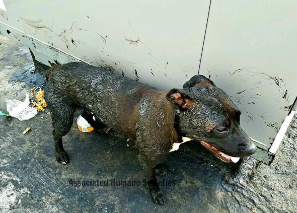 7.26.16 - Dogs Forced to Live on a Roof Rescued from the Bubbling Tar2