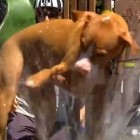 7.26.16 Rescue Dog Simply Cant Get Enough Splash Pad Fun1