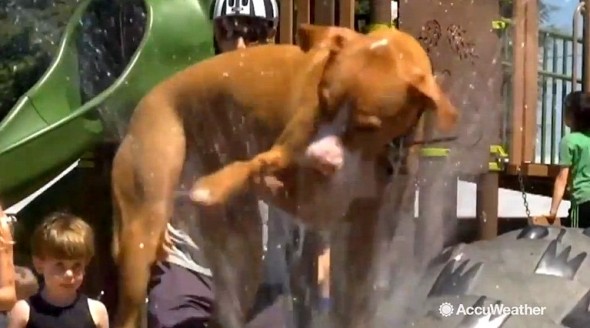 7.26.16 - Rescue Dog Simply Can't Get Enough Splash Pad Fun1