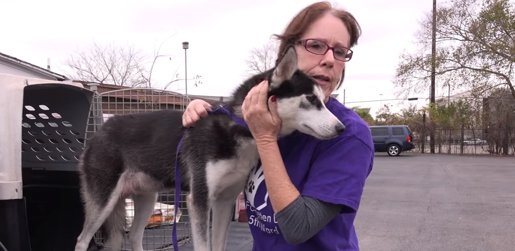 first vet visit rescue dog