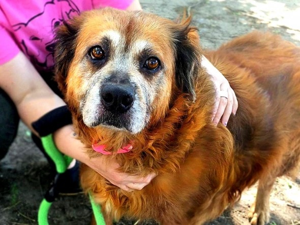 7.7.16 - Devoted Dog Who Stayed by Dead Owner Finds New Family0
