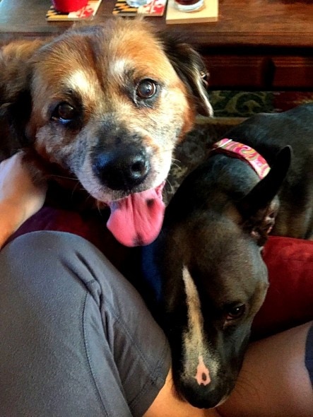 7.7.16 - Devoted Dog Who Stayed by Dead Owner Finds New Family2