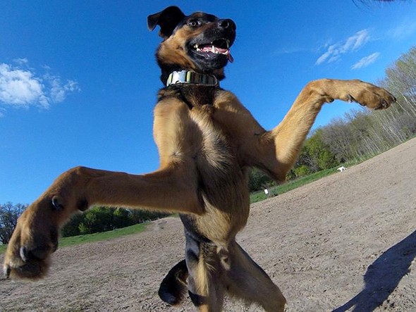 7.7.16 - Dog Takes the BEST Snaps With Go Pro Camera